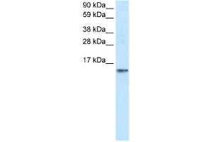 WB Suggested Anti-FABP7 Antibody Titration:  1. (FABP7 antibody  (N-Term))