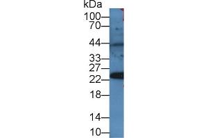 Western blot analysis of Rat Serum, using Mouse PRDX4 Antibody (2 µg/ml) and HRP-conjugated Goat Anti-Rabbit antibody (