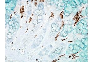 Immunohistochemistry analysis using Mouse Anti-DNA Damage Monoclonal Antibody, Clone 15A3 . (DNA/RNA Damage antibody (Atto 390))