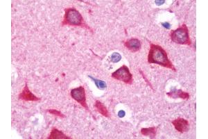 Anti-GPC6 / Glypican 6 antibody IHC staining of human brain, cortex. (Glypican 6 antibody  (AA 16-46))