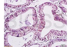 WWOX antibody  (AA 5-100)