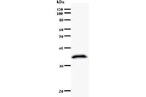 Western Blotting (WB) image for anti-Runt-Related Transcription Factor 1 (RUNX1) antibody (ABIN930965) (RUNX1 antibody)