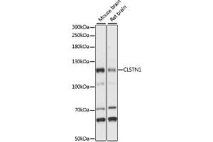 Western blot analysis of extracts of various cell lines, using CLSTN1 antibody (ABIN7266048) at 1:1000 dilution. (Calsyntenin 1 antibody  (AA 29-350))