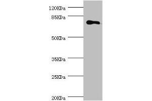 Western blot All lanes: MGAT1 antibody at 1. (MGAT1 antibody  (AA 156-445))
