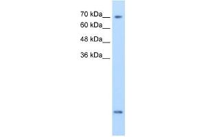 SLC6A8 antibody used at 2. (SLC6A8 antibody)