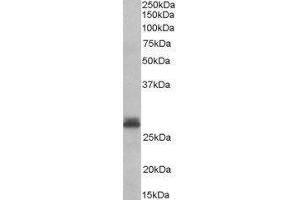 Western Blotting (WB) image for Tafazzin (TAZ) peptide (ABIN369180) (Tafazzin (TAZ) Peptide)