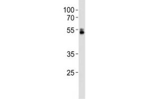 Western Blotting (WB) image for anti-Runt-Related Transcription Factor 1 (RUNX1) (AA 227-255) antibody (ABIN3028995)