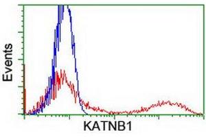 HEK293T cells transfected with either RC201852 overexpress plasmid (Red) or empty vector control plasmid (Blue) were immunostained by anti-KATNB1 antibody (ABIN2455205), and then analyzed by flow cytometry. (KATNB1 antibody)