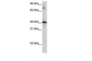 Image no. 2 for anti-TSC22 Domain Family, Member 4 (TSC22D4) (AA 23-72) antibody (ABIN203404) (TSC22D4 antibody  (AA 23-72))