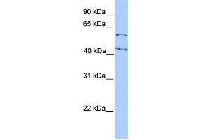 WB Suggested Anti-ELF1 Antibody Titration: 0. (ELF1 antibody  (N-Term))