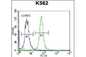 PSORS1C1 Antibody (N-term) (ABIN657118 and ABIN2846264) flow cytometric analysis of K562 cells (right histogram) compared to a negative control cell (left histogram). (PSORS1C1 antibody  (N-Term))