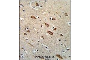 Formalin-fixed and paraffin-embedded human brain tissue reacted with TCERG1L Antibody (Center), which was peroxidase-conjugated to the secondary antibody, followed by DAB staining. (TCERG1L antibody  (AA 392-421))