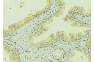 ABIN6273168 at 1/100 staining Mouse colon tissue by IHC-P. (Stanniocalcin 2 antibody  (C-Term))