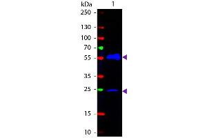 Western Blot of Fluorescein conjugated Goat anti-Armenian Hamster IgG secondary antibody. (Goat anti-Armenian Hamster IgG (Heavy & Light Chain) Antibody (FITC) - Preadsorbed)