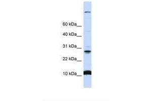 Image no. 1 for anti-Chromosome 19 Open Reading Frame 56 (C19orf56) (N-Term) antibody (ABIN6738316) (C19orf56 antibody  (N-Term))