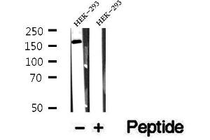 Western blot analysis of extracts of HEK-293 cells, using CEP164 antibody. (CEP164 antibody  (C-Term))
