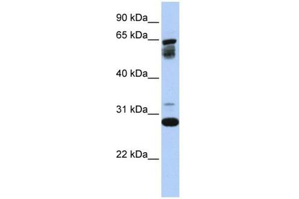 TMEM187 antibody  (Middle Region)