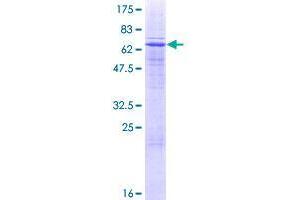 CD200 Receptor 1 (CD200R1) (AA 1-348) protein (GST tag)