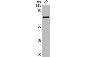 SLC28A2 antibody  (Internal Region)