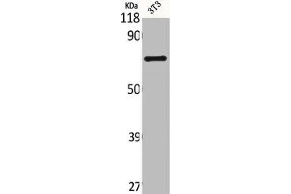 SLC28A2 antibody  (Internal Region)