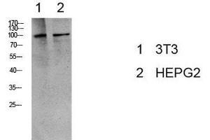 Western Blot analysis of 3T3, HepG2 cells using Phospho-eEF2 (Thr56) Polyclonal Antibody at dilution of 1:1000. (EEF2 antibody  (pThr56))
