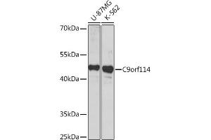 Western blot analysis of extracts of various cell lines, using C9orf114 Rabbit pAb (ABIN7266390) at 1:1000 dilution. (C9orf114 antibody)