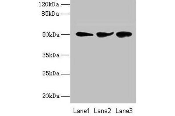 NIM1 antibody  (AA 1-436)