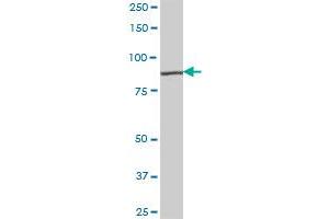 RASGRP3 MaxPab polyclonal antibody. (RASGRP3 antibody  (AA 1-690))