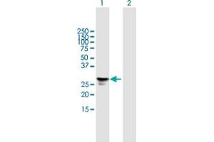 Western Blot analysis of FGFBP1 expression in transfected 293T cell line by FGFBP1 MaxPab polyclonal antibody. (FGFBP1 antibody  (AA 1-234))