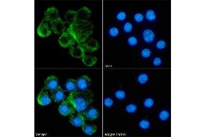 Immunofluorescence staining of fixed RAW264. (Recombinant TNFSF8 antibody)