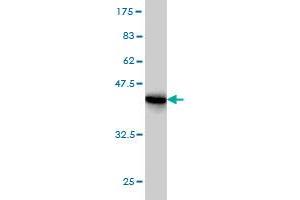 Western Blot detection against Immunogen (41. (RPS19 antibody  (AA 1-145))