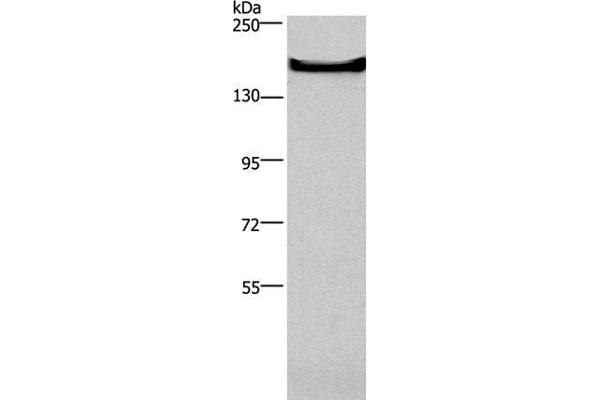 GPR124 anticorps