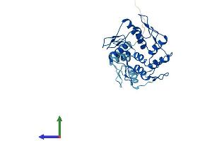 AlphaFold protein structure predicition of Mouse Recombinant Znf146 Protein, UniprotID Q8BQN6 (ZNF146 Protein (AA 1-292) (His tag))