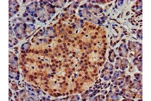 IHC image of ABIN7149030 diluted at 1:700 and staining in paraffin-embedded human pancreatic tissue performed on a Leica BondTM system. (ATG4D antibody  (AA 14-43))