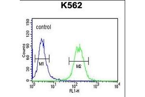 GALR1 Antibody (Center) (ABIN653295 and ABIN2842799) flow cytometric analysis of K562 cells (right histogram) compared to a negative control cell (left histogram).