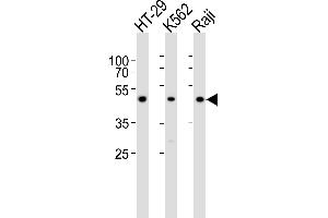 Western blot analysis of lysates from HT-29, K562, Raji cell line (from left to right), using IL13RA1 Antibody (C-term) (ABIN6242399 and ABIN6577581). (IL13 Receptor alpha 1 antibody  (C-Term))