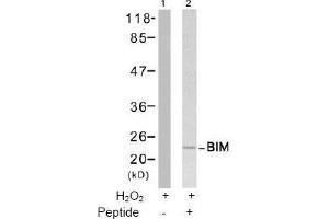 Image no. 2 for anti-BCL2-Like 11 (Apoptosis Facilitator) (BCL2L11) (Ser65) antibody (ABIN197552)