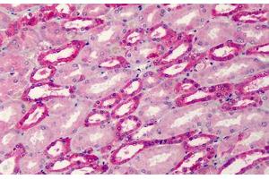 Anti-Aldolase antibody IHC staining of human kidney. (ALDOA antibody)