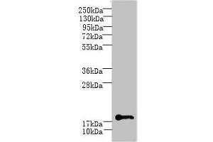 Western blot All lanes: C1orf123 antibody at 8 μg/mL + Mouse brain tissue Secondary Goat polyclonal to rabbit IgG at 1/10000 dilution Predicted band size: 18 kDa Observed band size: 18 kDa (C1ORF123 antibody  (AA 1-160))