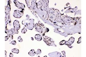 IHC testing of human placental tissue with hnRNP A1 antibody at 1ug/ml. (HNRNPA1 antibody  (AA 8-42))