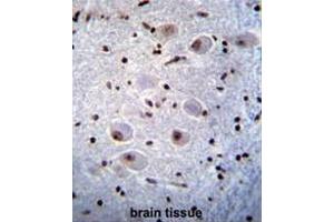 PAX6 Antibody immunohistochemistry analysis in formalin fixed and paraffin embedded human brain tissue followed by peroxidase conjugation of the secondary antibody and DAB staining. (PAX6 antibody)