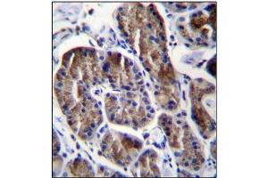 Immunohistochemistry analysis in Formalin Fixed, Paraffin Embedded Human stomach tissue using RPS4Y1 Antibody (Center) followed by peroxidase conjugation of the secondary antibody and DAB staining. (RPS4Y1 antibody  (Middle Region))