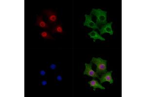 ABIN6261778 and ABIN6278766 staining Hela cells by IF/ICC. (ZFPM2 antibody  (C-Term))
