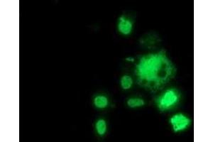 Anti-HDAC1 mouse monoclonal antibody (ABIN2454014) immunofluorescent staining of COS7 cells transiently transfected by pCMV6-ENTRY HDAC1 (RC201745). (HDAC1 antibody)