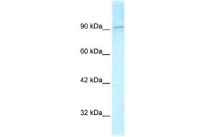 KIF1C antibody used at 2. (KIF1C antibody  (C-Term))