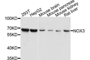 Western blot analysis of extracts of various cells, using NOX3 antibody.