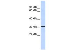 Image no. 1 for anti-Kruppel-Like Factor 14 (KLF14) (N-Term) antibody (ABIN6740466) (KLF14 antibody  (N-Term))