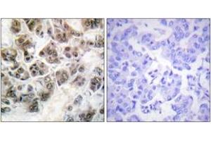 Immunohistochemistry (IHC) image for anti-Histone H3.3 (AA 16-65) antibody (ABIN2888768) (Histone H3.3 antibody  (AA 16-65))