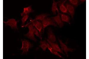 ABIN6269204 staining RAW264. (SHP1 antibody  (C-Term))