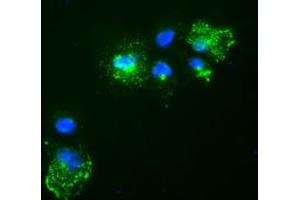 Anti-Nog mouse monoclonal antibody (ABIN2452312) immunofluorescent staining of COS7 cells transiently transfected by pCMV6-ENTRY Nog (RC205020). (NOG antibody  (AA 28-232))